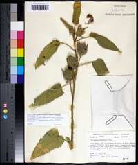 Hibiscus striatus image