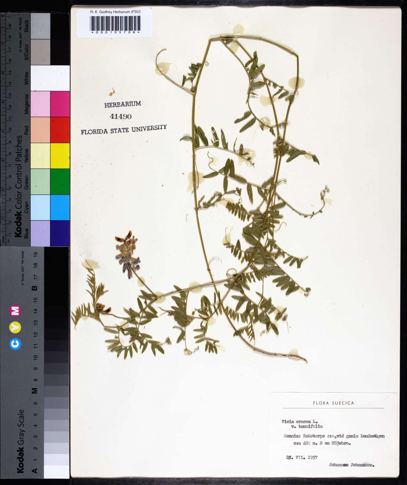 Vicia cracca var. tenuifolia image