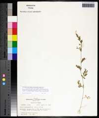 Vicia ludoviciana subsp. leavenworthii image