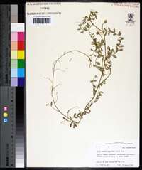 Vicia ludoviciana image