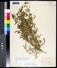 Vicia ludoviciana subsp. leavenworthii image