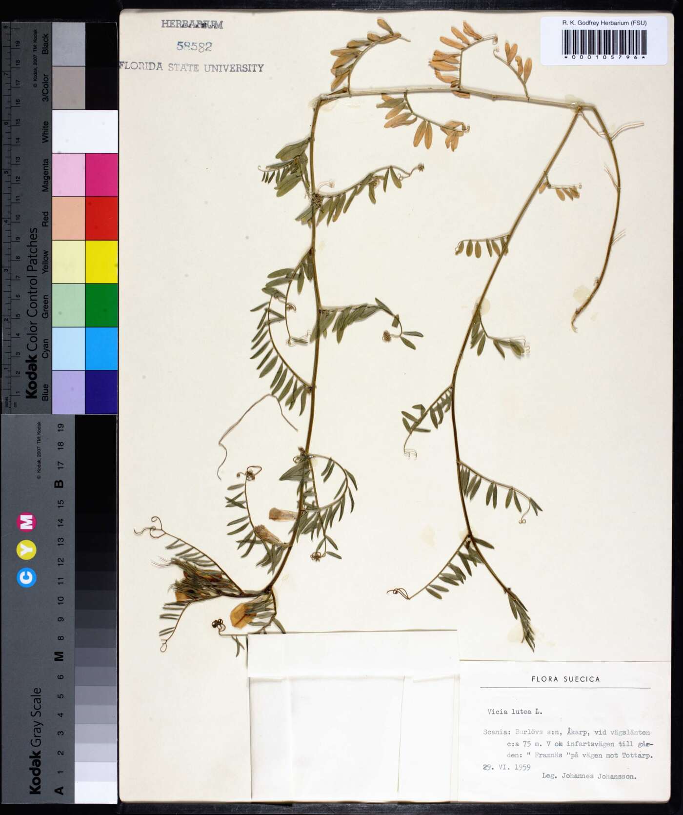 Vicia lutea image
