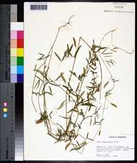 Vicia minutiflora image