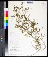 Vicia minutiflora image