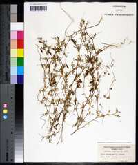 Vicia tetrasperma image