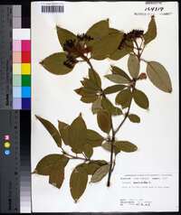 Viburnum cassinoides image