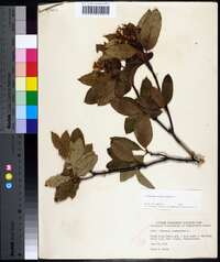 Viburnum cassinoides image