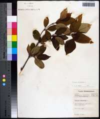 Viburnum cassinoides image