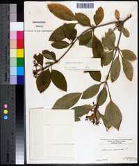 Viburnum cassinoides image
