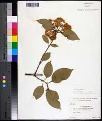 Viburnum lentago image