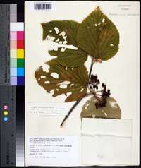 Viburnum lantanoides image