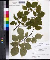 Corylus cornuta image