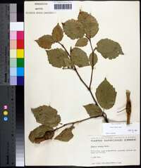 Corylus cornuta image