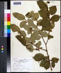 Corylus cornuta image