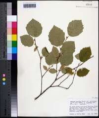 Corylus cornuta image