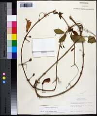 Bignonia capreolata image