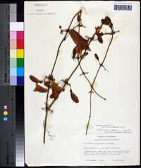 Bignonia capreolata image