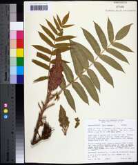 Rhus typhina image