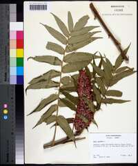 Rhus typhina image