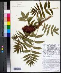 Rhus typhina image