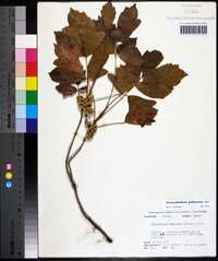 Toxicodendron pubescens image