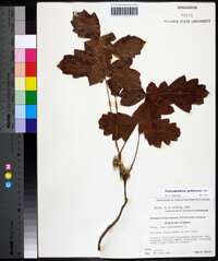 Toxicodendron pubescens image