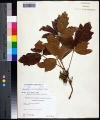 Toxicodendron pubescens image