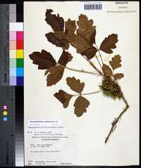 Toxicodendron pubescens image