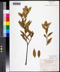 Stillingia aquatica image