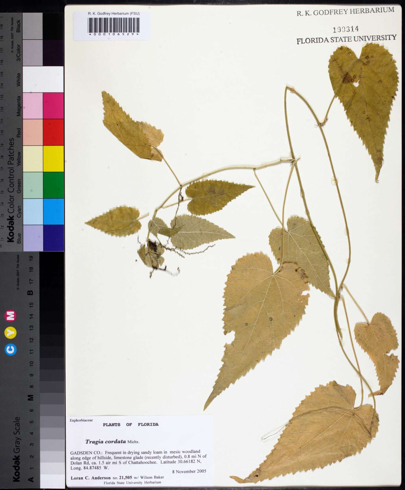 Tragia cordata image