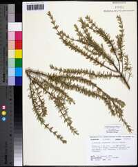 Conradina canescens image