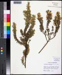 Conradina canescens image