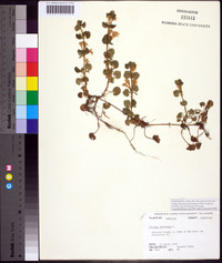 Glecoma hederacea image