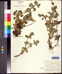 Glecoma hederacea image