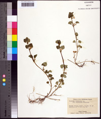 Glecoma hederacea image