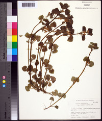 Glecoma hederacea image