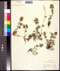 Glecoma hederacea image