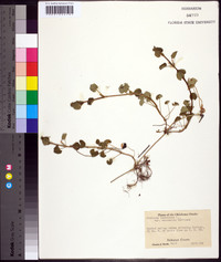 Glecoma hederacea image