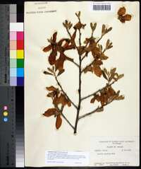Asimina incana image