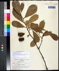 Asimina incana image