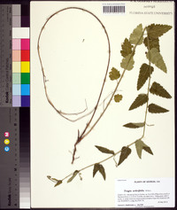 Tragia urticifolia image