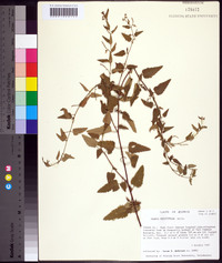 Tragia urticifolia image