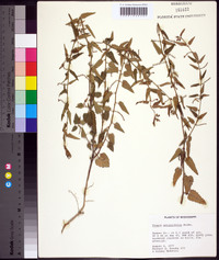 Tragia urticifolia image