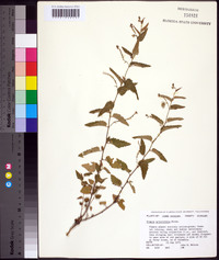 Tragia urticifolia image