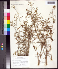 Tragia urticifolia image