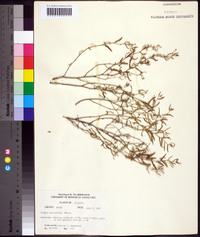 Tragia urticifolia image