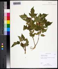 Viburnum trilobum image