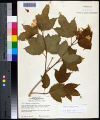 Viburnum trilobum image