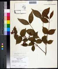 Viburnum rafinesqueanum image