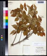 Viburnum rafinesqueanum image